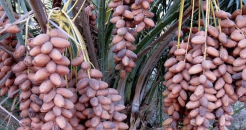 躲開那些所謂的養生產品，這些農副土特產品才是真的對身體好