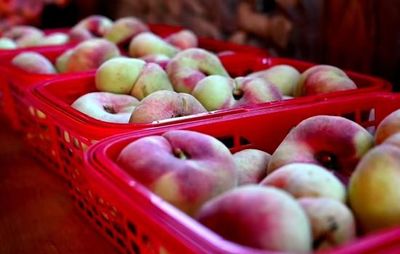 江西鉛山2024年文化旅游宣傳月暨蟠桃土特產品推介活動啟幕